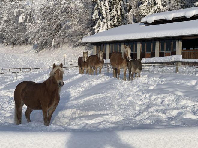 Pferde haben Spass im Schnee