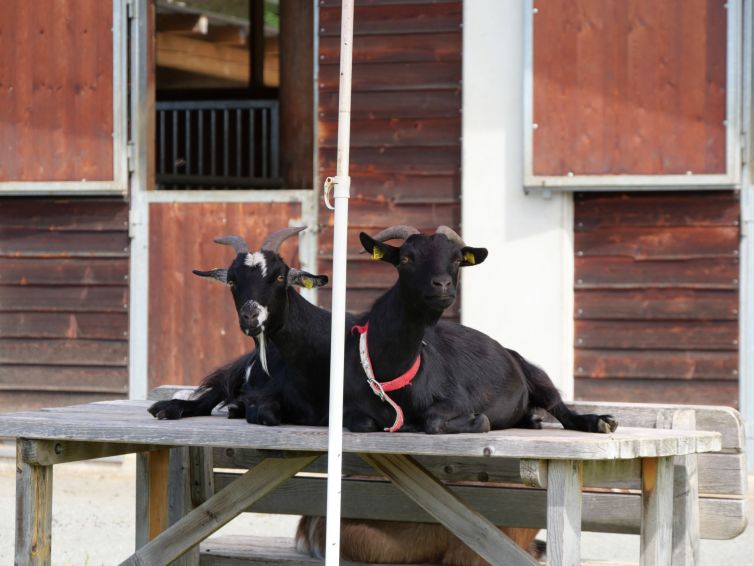 Ziegen Clara und Maxi